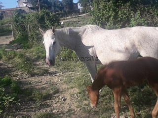 Casa di corte in Vendita a Barberino di Mugello, zona Galliano, 600'000€, 45000 m², arredato, con Box