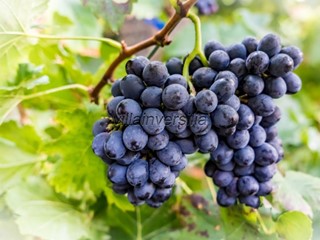 Casa di corte in Vendita a Gaiole in Chianti, 8'500'000€, 1900 m², arredato