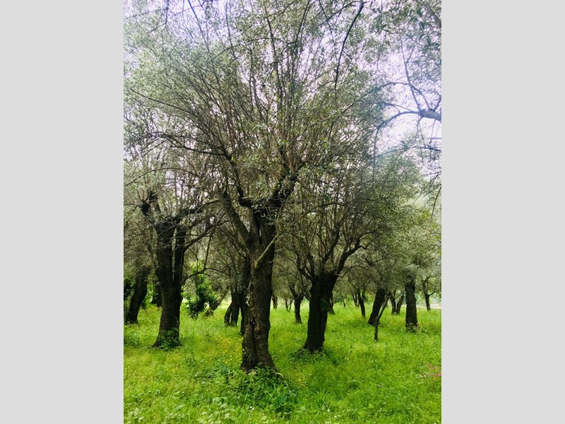 Casa Semi Indipendente in Vendita a Seravezza, zona Querceta, 115'000&euro;, 50 m²