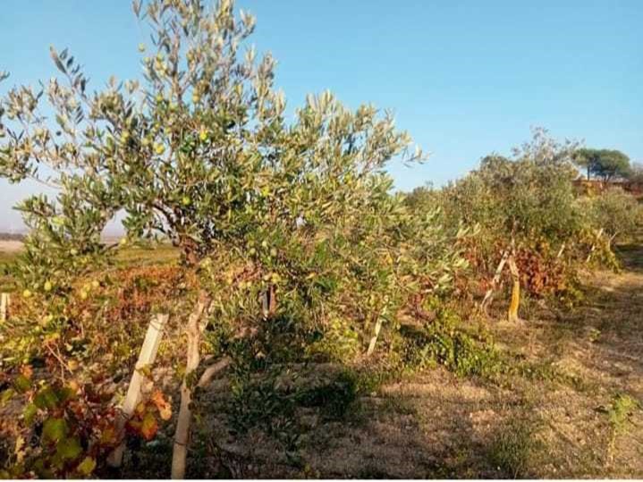 Terreno agricolo in Vendita a Mazara del Vallo, 45'000€, 47000 m²