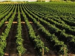 Terreno agricolo in Vendita a Mazara del Vallo, 45'000€, 47000 m²