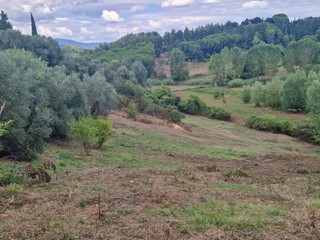 Terreno agricolo in Vendita a Crespina Lorenzana, zona Crespina, 40'000€, 20000 m²