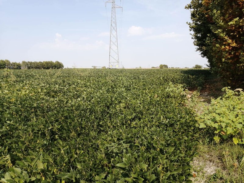 Terreno agricolo in Vendita a Gazzo Veronese, 114'000€, 27284 m²