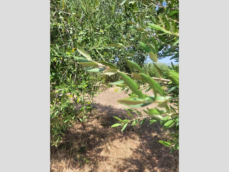 Casale in Vendita a Montecosaro, 650'000&euro;, 320 m²