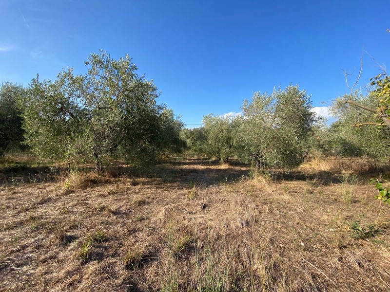 Terreno agricolo in Vendita a Piombino, zona Riotorto, 48'000&euro;, 12700 m²