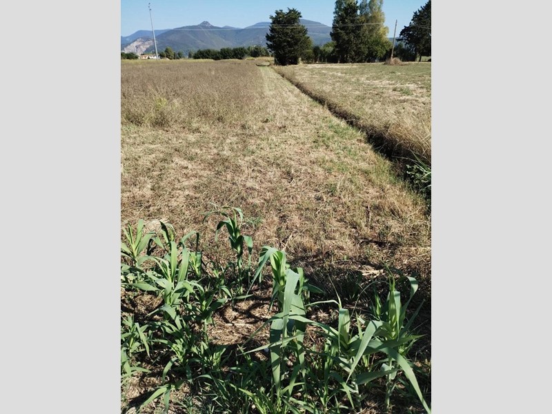 Terreno agricolo in Vendita a Cascina, zona Latignano, 19'000€, 6500 m²