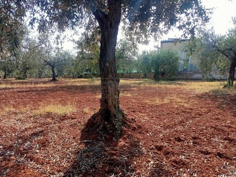 Terreno agricolo in Vendita a Castelvetrano, 45'000&euro;, 1850 m²