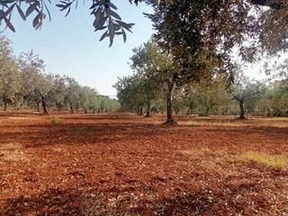 Terreno agricolo in Vendita a Castelvetrano, 45'000&euro;, 1850 m²