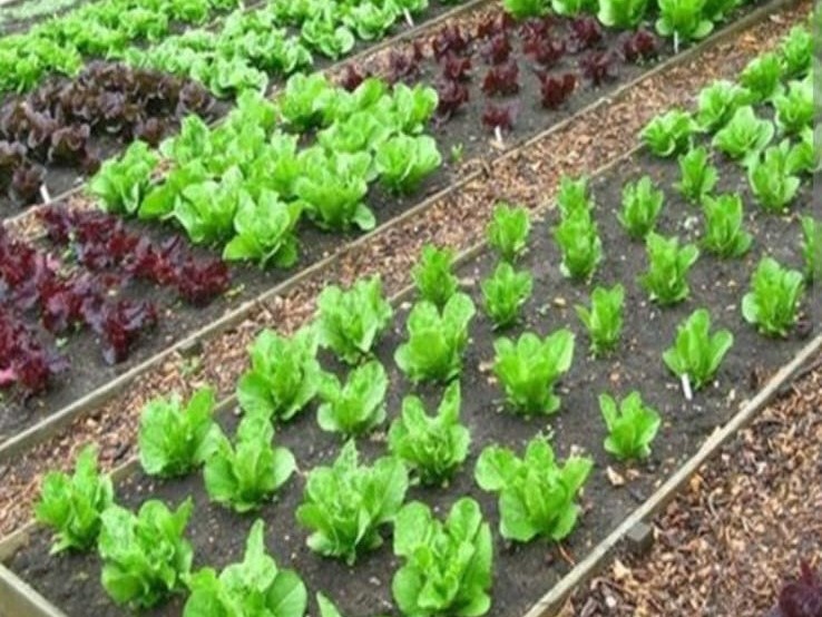 Terreno edificabile in Vendita a Colle di Val D'Elsa, 57'000&euro;, 2500 m²