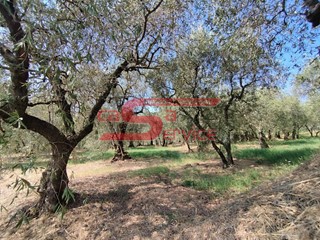 Terreno agricolo in Vendita a Uzzano, zona Santa Lucia, 28'000€, 1940 m²