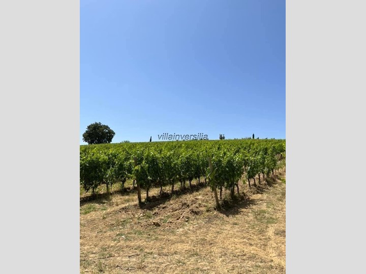 Terreno agricolo in Vendita a Castelnuovo Berardenga, 12'000'000€, 1000000 m²