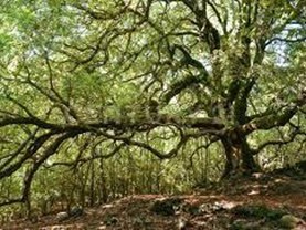 Terreno agricolo in Vendita a Maletto, 150'000€, 70 m²