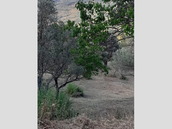 Terreno edificabile in Vendita a Caronia, 34'000€, 3000 m²