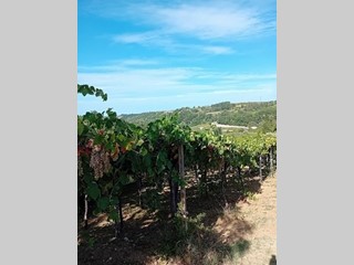 Terreno agricolo in Vendita a Tollo, zona Frazione, 58'000€, 11500 m²