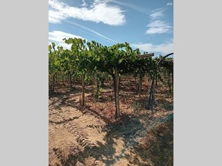 Terreno agricolo in Vendita a Tollo, zona Frazione, 45'000€, 12000 m²