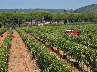 Casa Indipendente in Vendita a Grosseto, zona Roselle, 3500 m², con Box