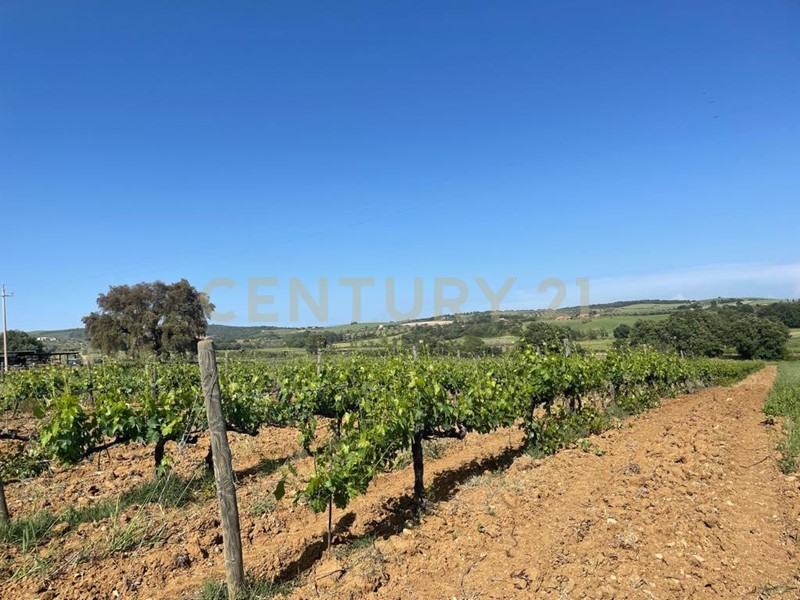 Casa Indipendente in Vendita a Magliano in Toscana, 650'000€, 195 m²