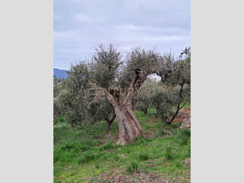 Terreno agricolo in Vendita a Orbetello, 26'000€, 2500 m²