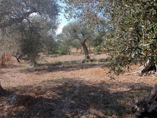 Terreno agricolo in Vendita a Orbetello, 26'000€, 2500 m²