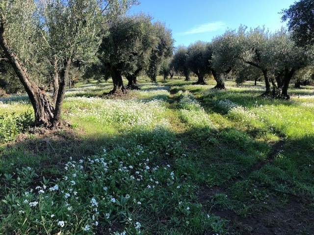 Terreno agricolo in Vendita a Marcellina, 35'000&euro;, 13000 m²