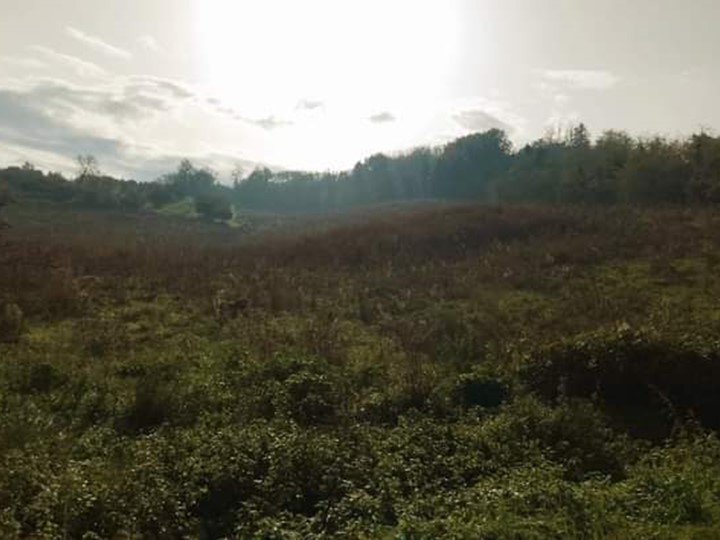 Terreno agricolo in Vendita a Borghi, 19'000€, 23819 m²