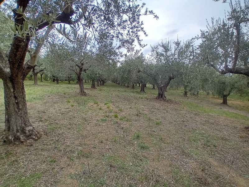 Terreno agricolo in Vendita a Manoppello, zona Periferia, 20'000€, 13410 m²