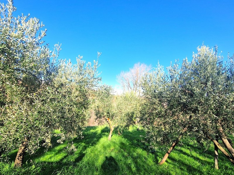 Terreno agricolo in Vendita a Ospedaletto d'Alpinolo, 15'000&euro;, 