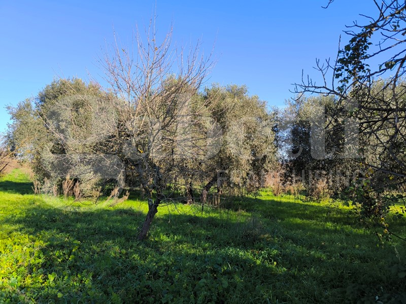 Terreno agricolo in Vendita a Gallese, 120'000€, 42500 m²