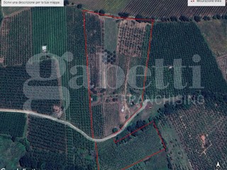 Terreno agricolo in Vendita a Gallese, 120'000€, 42500 m²