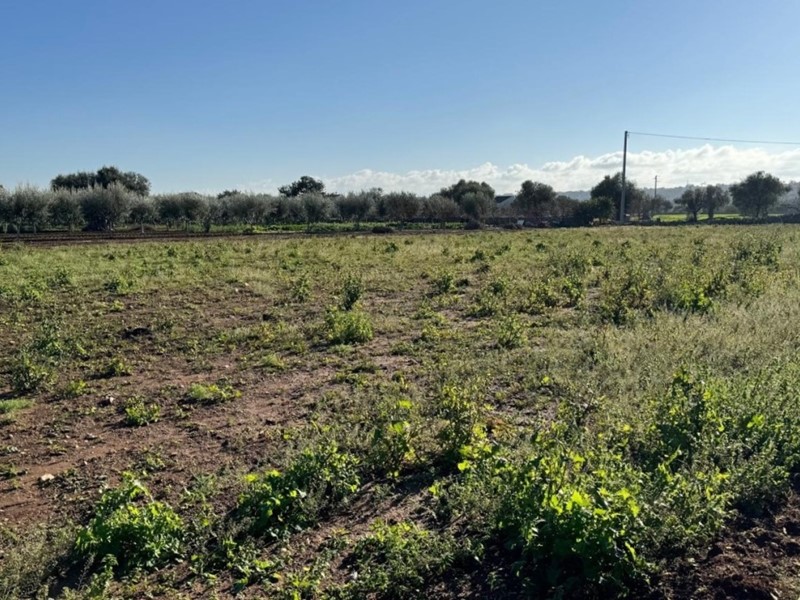 Terreno agricolo in Vendita a Polignano a Mare, 110'000€, 10390 m²