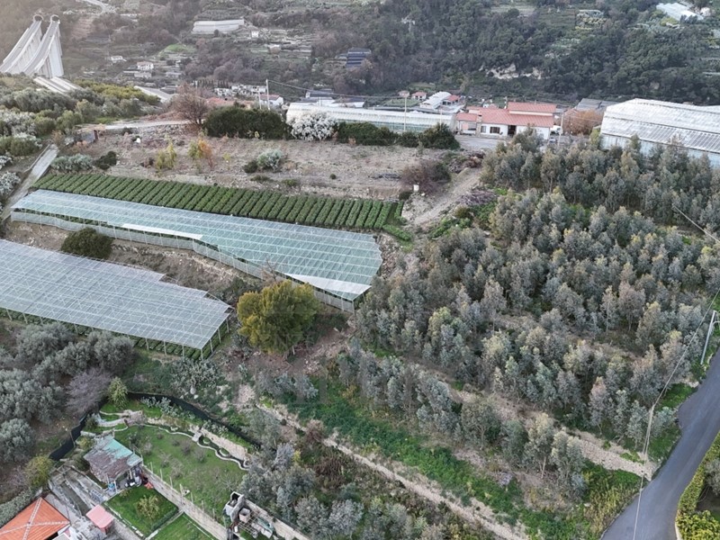 Terreno agricolo in Vendita a Bordighera, zona Borghetto San NicolÃ², 165'000€, 6442 m²