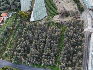 Terreno agricolo in Vendita a Bordighera, zona Borghetto San NicolÃ², 165'000€, 6442 m²