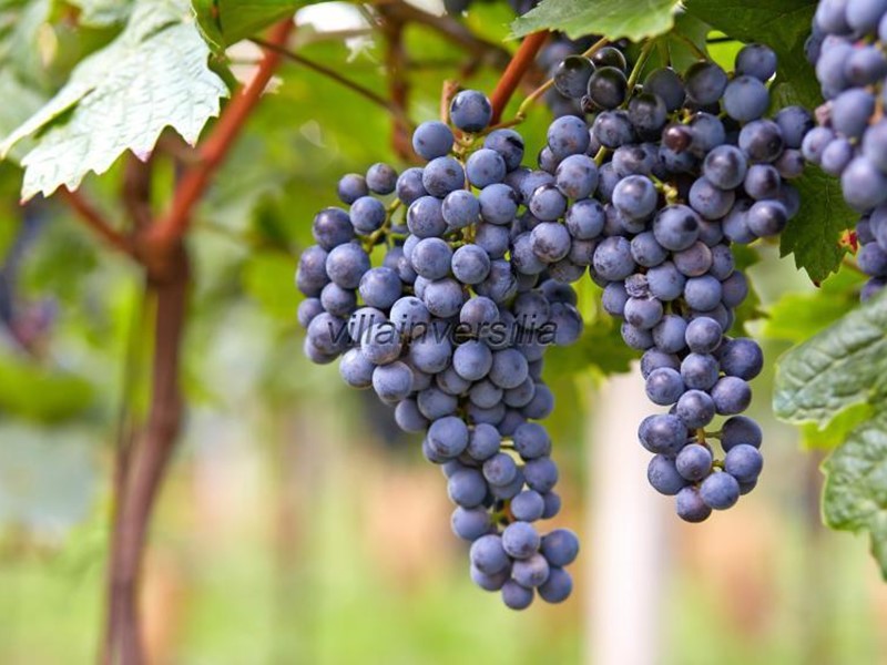 Terreno agricolo in Vendita a Scansano, 1'900'000€, 590000 m²