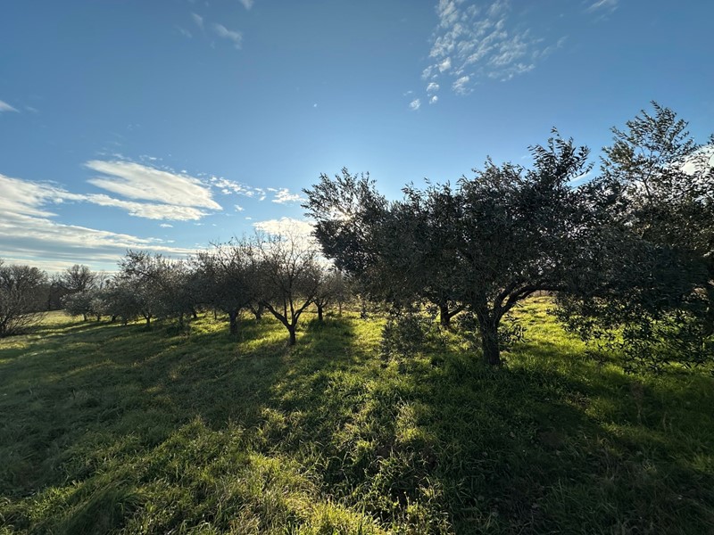 Terreno agricolo in Vendita a Nepi, 25'000&euro;, 5720 m²