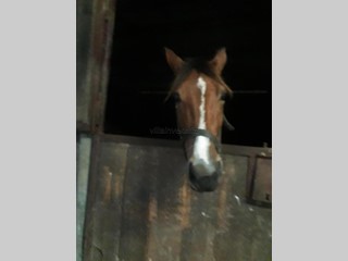 Terreno agricolo in Vendita a Fucecchio, 380'000€, 60000 m²