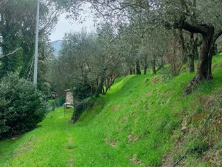 Terreno agricolo in Vendita a Vicopisano, 24'000€, 3000 m²