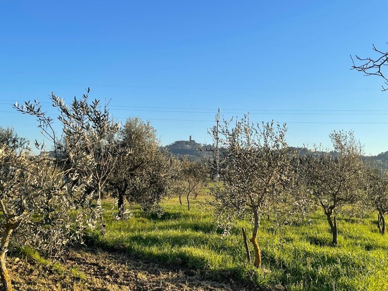Terreno agricolo in Vendita a San Miniato, zona San Miniato Basso, 60'000€, 5980 m²