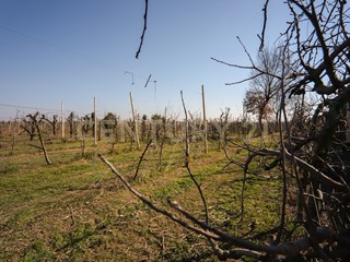 Terreno agricolo in Vendita a Minerbe, 61000 m²
