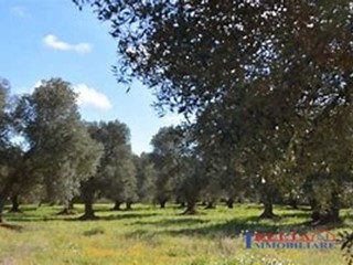 Terreno edificabile in Vendita a Rosignano Marittimo, 53'000€, 2000 m²