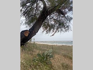 Bilocale in Vendita a Ischitella, 18'000€, 55 m², arredato