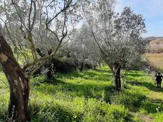 Terreno agricolo in Vendita a Montecorvino Rovella, 56'000&euro;, 13000 m²