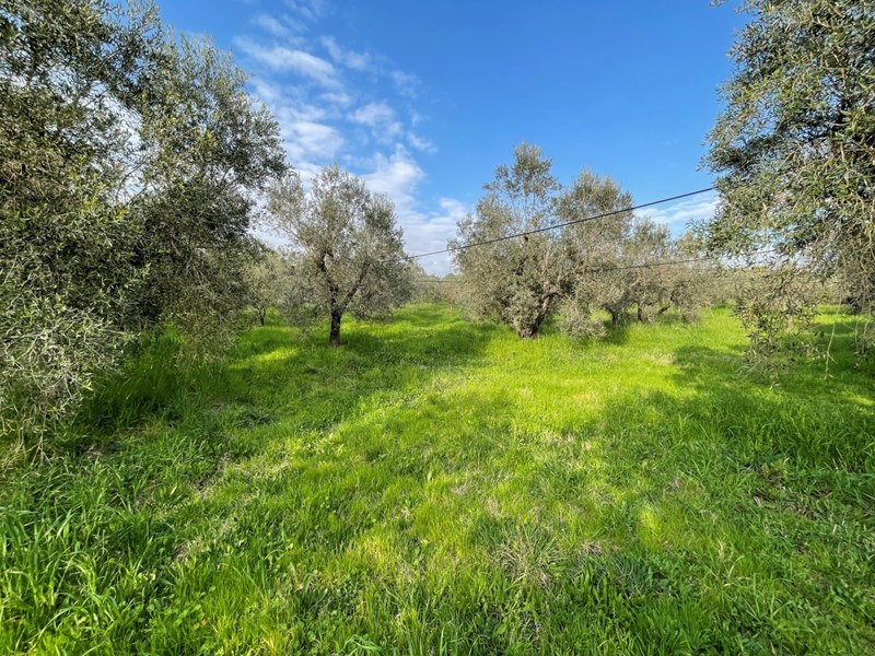 Terreno agricolo in Vendita a Cecina, 89'000€, 