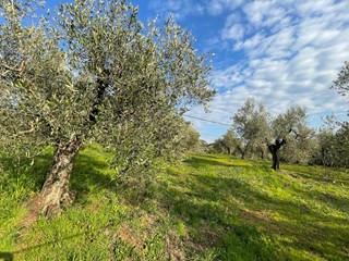 Terreno agricolo in Vendita a Cecina, 89'000€, 