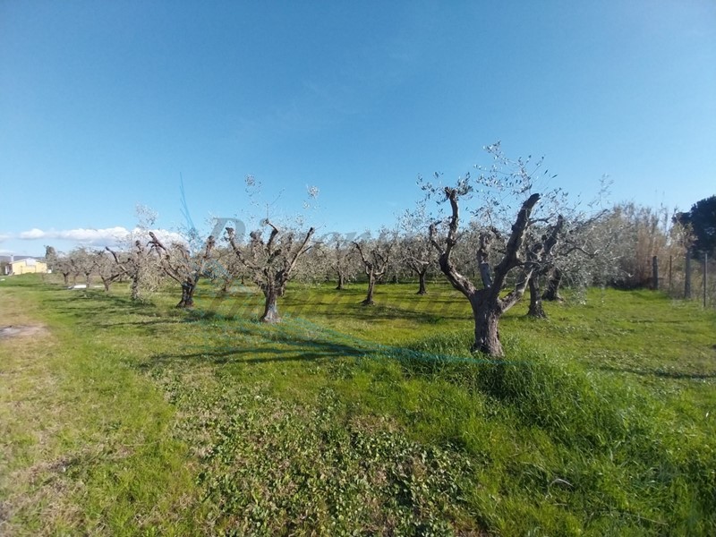 Terreno agricolo in Vendita a Rosignano Marittimo, zona Vada, 102'000€, 56 m²