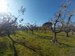 Terreno agricolo in Vendita a Rosignano Marittimo, zona Vada, 102'000€, 56 m²