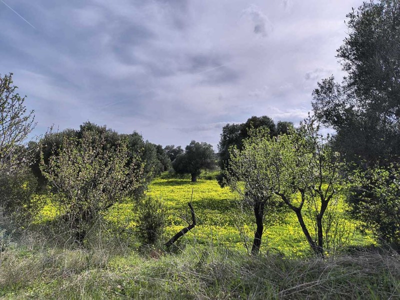 Terreno agricolo in Vendita a Monopoli, zona PERIFERIA SUD, 78'000€, 10862 m²