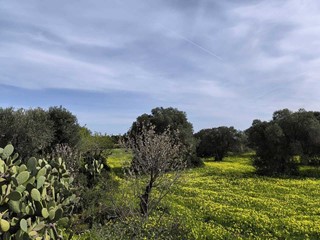 Terreno agricolo in Vendita a Monopoli, zona PERIFERIA SUD, 78'000€, 10862 m²