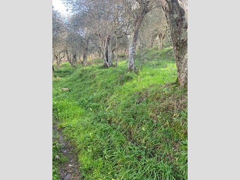 Terreno agricolo in Vendita a Calci, 18'000€, 2000 m²