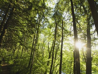 Terreno agricolo in Vendita a Castelfranco di Sotto, 40'000€, 160000 m²