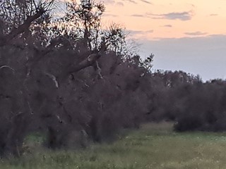 Terreno agricolo in Vendita a Francavilla Fontana, 15'000€, 8361 m²